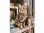 GIANNA Domestic Shorthair Kitten Female