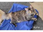 Kylie Domestic Longhair Young Female