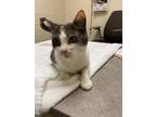 Molly Domestic Shorthair Adult Female