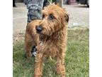 167 Camilla Irish Terrier Senior Female