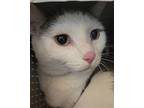 Stacks Domestic Shorthair Adult Female