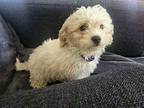 Marnie Poodle (Miniature) Puppy Male
