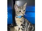 Royal Blue - In Foster Domestic Shorthair Kitten Male