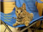 Kasseri Domestic Shorthair Kitten Female