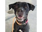 Adopt Rose a Cane Corso