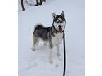 Asher Husky Adult Male