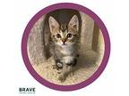 Cinnamon Domestic Shorthair Kitten Female