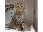 Hex Domestic Shorthair Adult Female