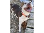 Carmelo American Pit Bull Terrier Young Male