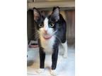 69970a Magnet-Pounce Cat Cafe Domestic Shorthair Young Female