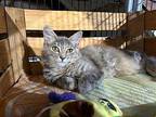 Virginia Domestic Mediumhair Kitten Female