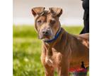 Adopt ANNABELLE a Pit Bull Terrier