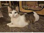 Arby'S - In Foster Domestic Shorthair Young Female