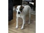 Stella in Kansas City Jack Russell Terrier Young Female