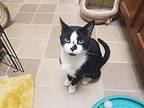 Meatloaf Domestic Shorthair Adult Male