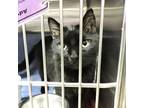 Pudding Domestic Shorthair Adult Male