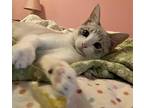 Nelli Elle - female Siamese Kitten Female