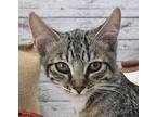 Cappuccino Domestic Shorthair Kitten Male