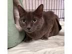 Murry Domestic Shorthair Adult Male