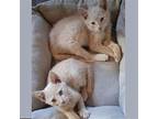 Caramel Apple Domestic Shorthair Kitten Male
