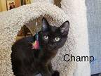 Champ (rachel) Domestic Shorthair Kitten Male