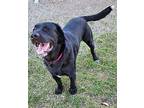 Geno Labrador Retriever Adult Male