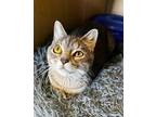 Moscato Domestic Shorthair Young Female