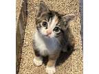 Maggie Domestic Shorthair Kitten Female