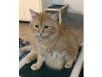 Ruffles Domestic Shorthair Adult Male