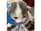 Soria Domestic Shorthair Kitten Female