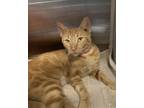 70326A Cassiopeia-Pounce Cat Cafe Domestic Shorthair Adult Female