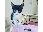 Velma Domestic Shorthair Kitten Female
