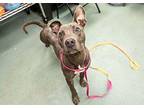 Asia American Staffordshire Terrier Adult Female