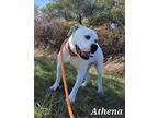 Athena American Bulldog Young Female