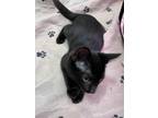 Cole VT Domestic Shorthair Kitten Male