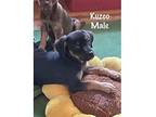 Kuzco~ Terrier (Unknown Type, Medium) Puppy Female