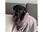 Scarecrow Labrador Retriever Young Female