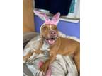 Adopt Turducken (Ducky) a American Staffordshire Terrier