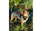 Adopt Jenga a Rat Terrier, Australian Kelpie