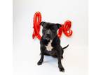 Adopt 199 Cola a Pit Bull Terrier