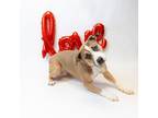 Adopt Pen 174c Pixie a Pit Bull Terrier