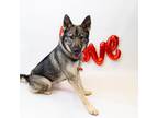 Adopt Pen 129 Milo a German Shepherd Dog