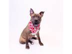 Adopt Pen 191c Buttercup a Pit Bull Terrier