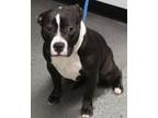 Adopt Pen 124 Sweet Pea a Pit Bull Terrier