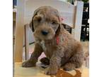 Mutt Puppy for sale in San Diego, CA, USA