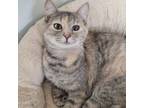 Adopt Creamy a Domestic Short Hair