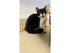 Adopt Black Swan a Domestic Short Hair