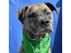 Adopt Marble FKA Pointfest a Mixed Breed