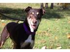 Adopt Chica a Labrador Retriever, Hound