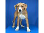 Adopt Sterling 102410R a German Shepherd Dog, Hound